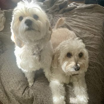 Pampered Pups - Before being pampered:-) - Pet Groomers Near Me Pampered Pups - Before being pampered:-) - Pet Groomers Near Me