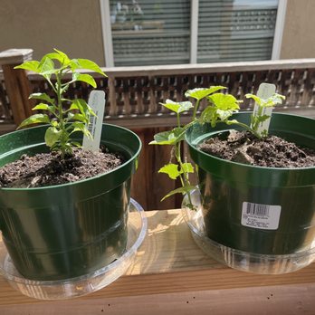 Valley Verde - (Week 1) Habanero  Luffa - Community Service/Non-Profit Near Me - San Jose, California