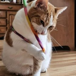 GET OUT OF TOWN! Professional Pet Care
