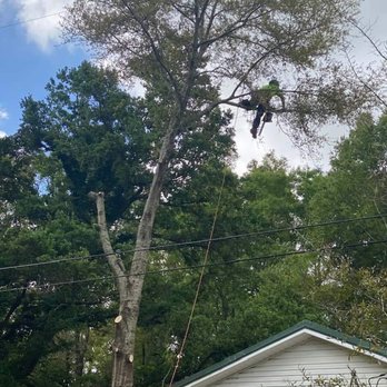 Ascent Tree Works - Tree Services Near Me - Loxley, Alabama