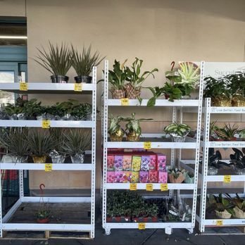 Grocery Outlet - Plants - Discount Store Near Me - Long Beach, California Grocery Outlet - Plants - Discount Store Near Me - Long Beach, California