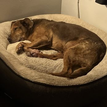 Amazing Strays Rescue - Animal Shelters Near Me - San Diego, California Amazing Strays Rescue - Animal Shelters Near Me - San Diego, California