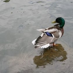 Röhrensee - Röhrensee - Ente