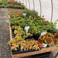 Gardener Nursery