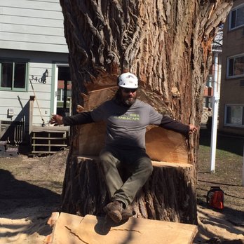 Urban Tree & Landscape - Massive Cottonwood in uptown. - Tree Services Near Me - Maple Grove, Minnesota Urban Tree & Landscape - Massive Cottonwood in uptown. - Tree Services Near Me - Maple Grove, Minnesota