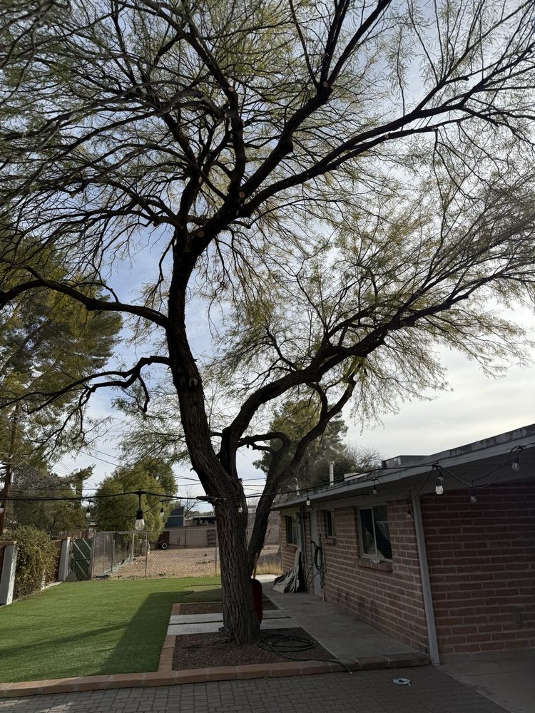 Arapahoe Tree Surgeon - tree service in Tucson, AZ
