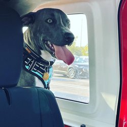 Stray Rescue