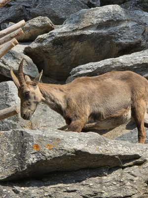 Alpenzoo Innsbruck - Tirol by null