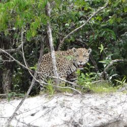 MarkFore & Strike Sporting Goods - Let us view him from 20 feet, eventually, got aggrivated, it was time to leave !!!