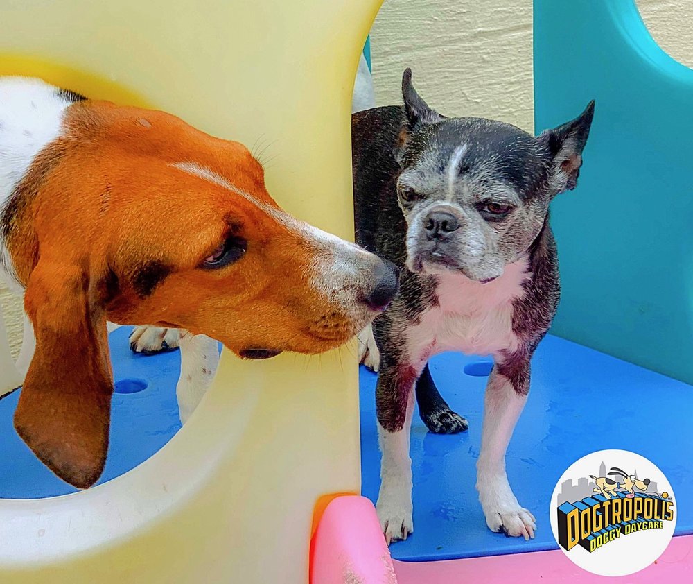 DOGTROPOLIS 73 Photos & 25 Reviews 480 S Green Rd, South Euclid