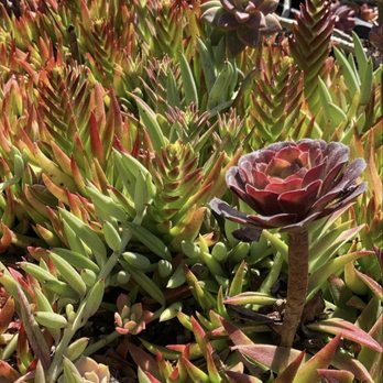 Aeonian Verde Nursery - Aeonian Verde Nursery - Nurseries & Gardening Near Me - Bell Gardens, California