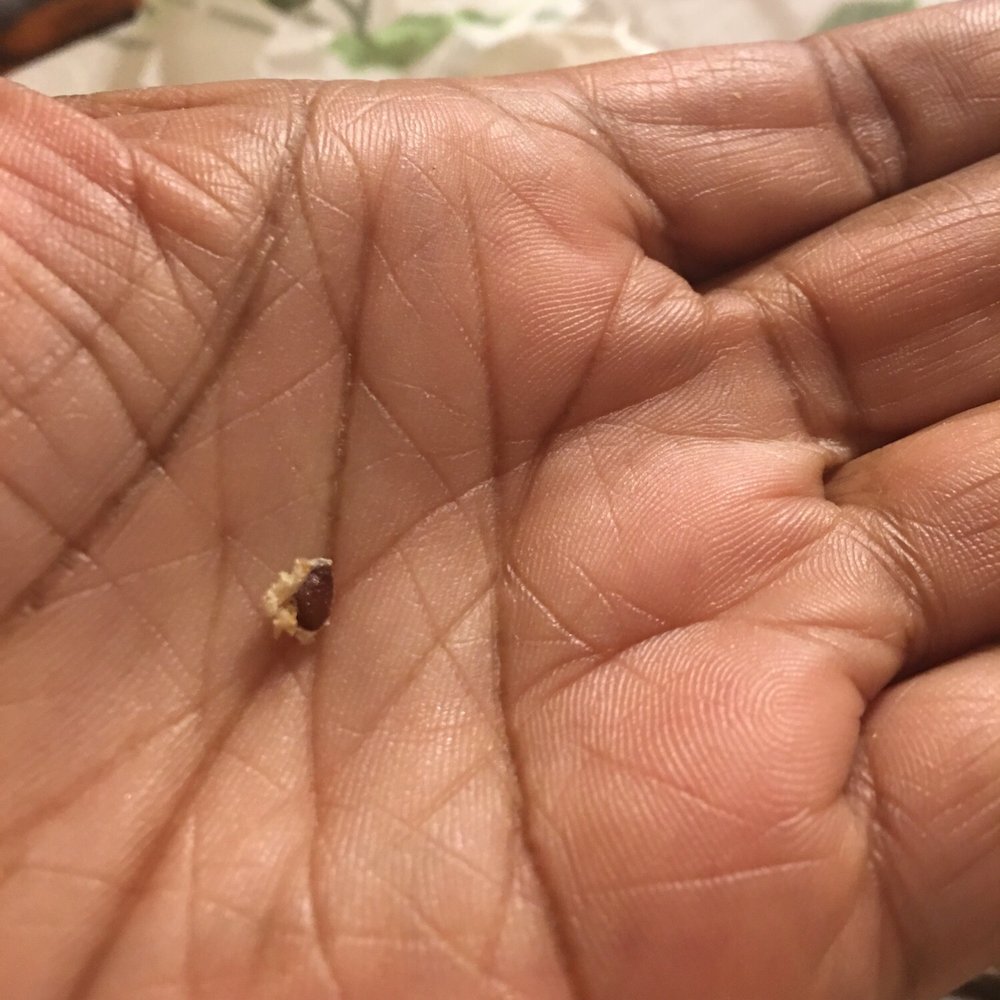 Subway - Took a picture to make sure it was a bug and not a seed. - Sandwiches Near Me - Grenada, Mississippi Subway - Took a picture to make sure it was a bug and not a seed. - Sandwiches Near Me - Grenada, Mississippi