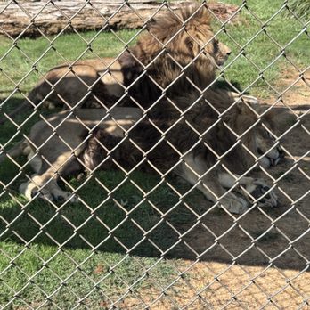 Great Cats World Park - Two brother lions snuggling. They're able to live together because they're litter mates. - Zoos Near Me - Cave Junction, Oregon Great Cats World Park - Two brother lions snuggling. They're able to live together because they're litter mates. - Zoos Near Me - Cave Junction, Oregon