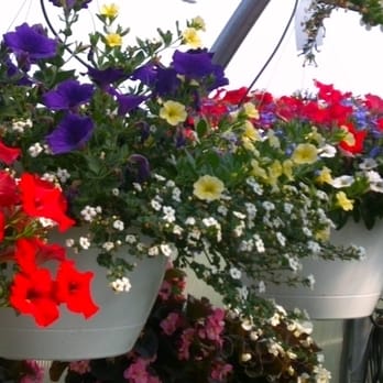 Simpson F C Lime - Healthy blooms! - Nurseries & Gardening Near Me - Kimball, Michigan