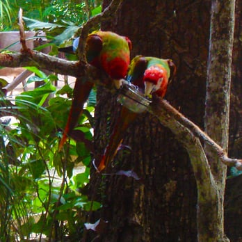 Selvatica - Meet the parrots! - Ziplining Near Me - Puerto Morelos, ROO Selvatica - Meet the parrots! - Ziplining Near Me - Puerto Morelos, ROO