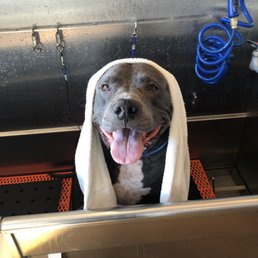 Lambeau loves his spa days at Dog Tub