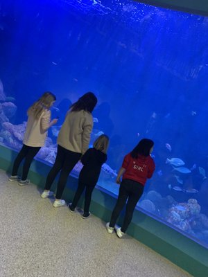 National Mississippi River Museum & Aquarium by null