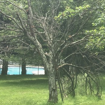 Shy Tree - This is a pear tree that died in place.  The green foliage you see if from tree behind it. - Tree Services Near Me