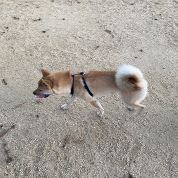 Shoreline Dog Park - Dog Parks Near Me - Mountain View, California Shoreline Dog Park - Dog Parks Near Me - Mountain View, California