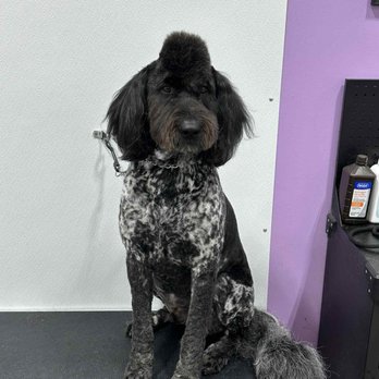 Prissy’s Pretty Pets - Pet Groomers Near Me - Pea Ridge, Arkansas
