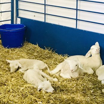 Minnesota State Fair - Festivals Near Me - Saint Paul, Minnesota Minnesota State Fair - Festivals Near Me - Saint Paul, Minnesota