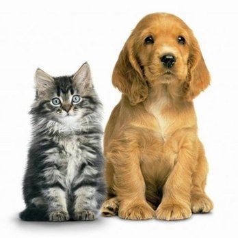 MrsMeadys - Photo - Pet Groomers Near Me - Greenfield Park, Quebec MrsMeadys - Photo - Pet Groomers Near Me - Greenfield Park, Quebec
