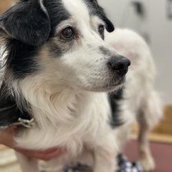 Wellbeing Medicine for Animals - Otis feeling fantastic after his acupuncture treatment!