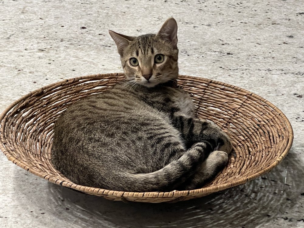 THE SMALL ANIMAL CLINIC AT PIEDMONT EQUINE Updated October 2024 13