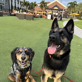 Charlie's Canine Academy - Pet Training Near Me