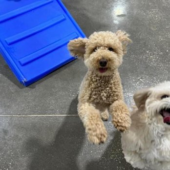 Hounds Town - Play time small dogs - Pet Boarding Near Me - Winter Park, Florida