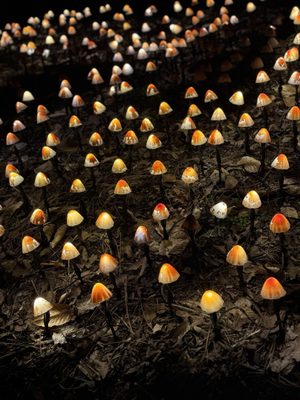 Fernbank Museum | 3D Theater | Forest by null