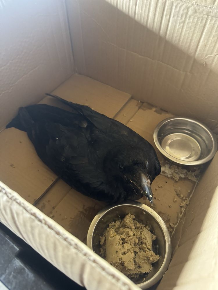 Think Wild - social services organization in Bend, OR