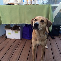 DW Distilling - You might even meet Jackie the brandy dog!