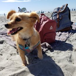 Keke enjoying the beach! Keke enjoying the beach!