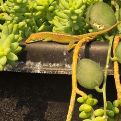 Tiny lizard sleeping in planter