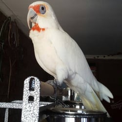 Nunawading Birds & Pets - My beautiful girl Volley.
