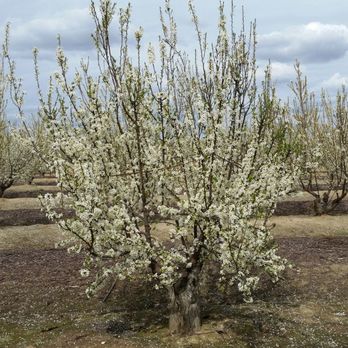 Fresno County Blossom Trail - Local Flavor Near Me - Fresno, California Fresno County Blossom Trail - Local Flavor Near Me - Fresno, California