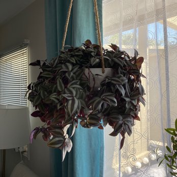Sunset Nursery - Tradescantia zebrine from Sunset Nursery - Nurseries & Gardening Near Me - Los Angeles, California