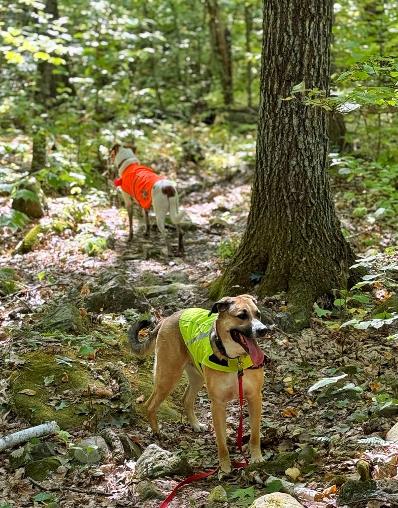 NH Dog Camp - pet boarding facility in Goffstown, NH