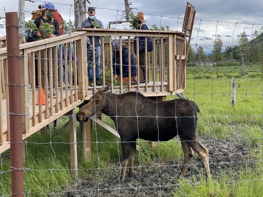 Alaska Wildlife Conservation Center by null