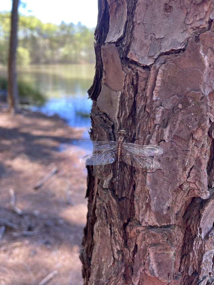 Whitewater - Dog Park