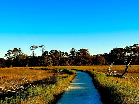 Botany Bay Heritage Preserve/Wildlife Management Area by null
