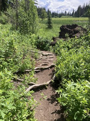 Ponderosa State Park by null