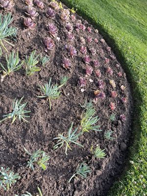 Halifax Public Gardens by null