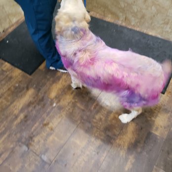 purrfectly pampered paws