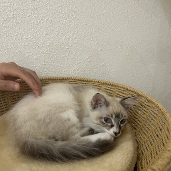 Fluffy Tail Cafe - Coffee & Tea Near Me - Tustin, California