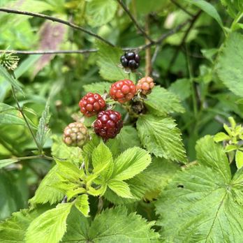 Raymond Worth Park - Berry bushes - Parks Near Me - Westfield, Indiana Raymond Worth Park - Berry bushes - Parks Near Me - Westfield, Indiana