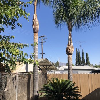 Select Tree Service - After - Tree Services Near Me Select Tree Service - After - Tree Services Near Me