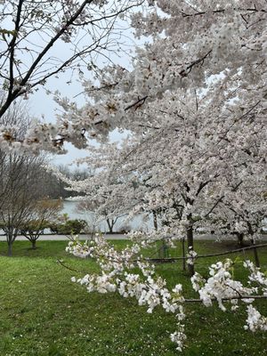 Japanese Garden by null