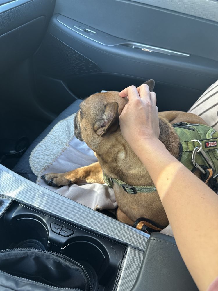 Photos of ALL ABOUT PAWS Updated August 2024 16 Photos & 20 Reviews 1800 N Locust Grove Rd